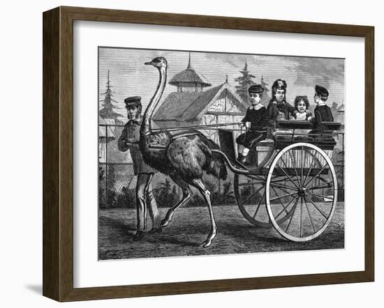 Transport, by Ostrich-null-Framed Art Print