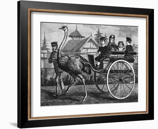 Transport, by Ostrich-null-Framed Art Print