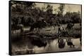 Stretched Canvas Print