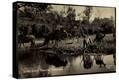 Stretched Canvas Print