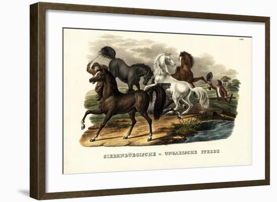 Transylvanian and Hungarian Horses, 1824-Karl Joseph Brodtmann-Framed Giclee Print