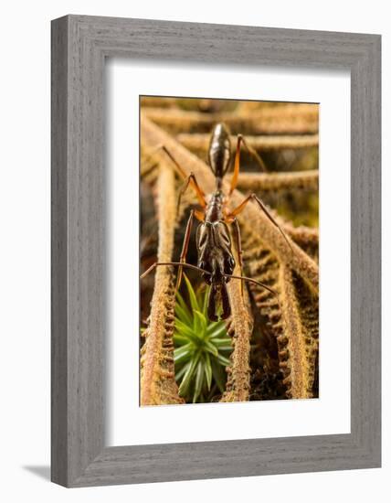 Trap-jaw ant portrait, Wayqecha, Peru-Emanuele Biggi-Framed Photographic Print