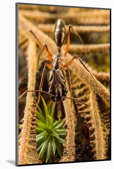 Trap-jaw ant portrait, Wayqecha, Peru-Emanuele Biggi-Mounted Photographic Print