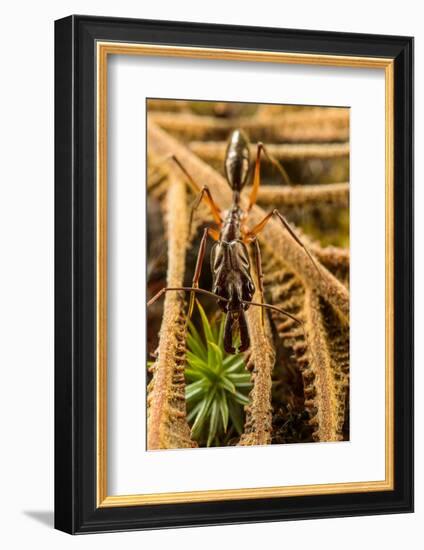 Trap-jaw ant portrait, Wayqecha, Peru-Emanuele Biggi-Framed Photographic Print