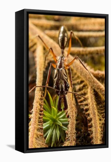 Trap-jaw ant portrait, Wayqecha, Peru-Emanuele Biggi-Framed Premier Image Canvas