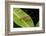 Trap-jaw ant with mandibles open, Peru-Emanuele Biggi-Framed Photographic Print