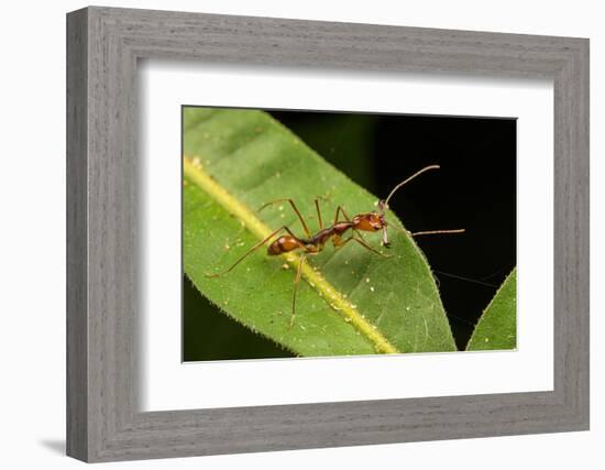 Trap-jaw ant with mandibles open, Peru-Emanuele Biggi-Framed Photographic Print