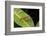 Trap-jaw ant with mandibles open, Peru-Emanuele Biggi-Framed Photographic Print