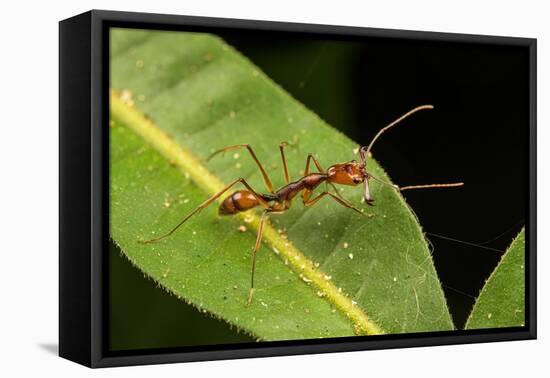 Trap-jaw ant with mandibles open, Peru-Emanuele Biggi-Framed Premier Image Canvas