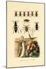 Trapdoor Spider, 1833-39-null-Mounted Giclee Print