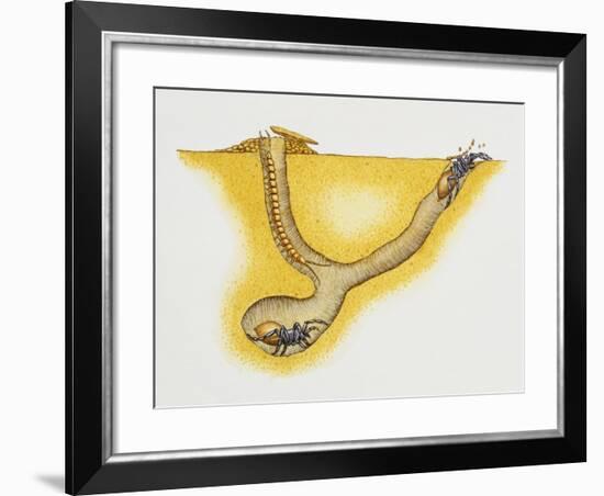 Trapdoor Spider Nest (Cteniza Sauvagesi), Ctenizidae, Artwork by Roger Kent-null-Framed Giclee Print