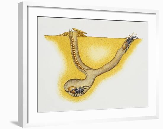 Trapdoor Spider Nest (Cteniza Sauvagesi), Ctenizidae, Artwork by Roger Kent-null-Framed Giclee Print