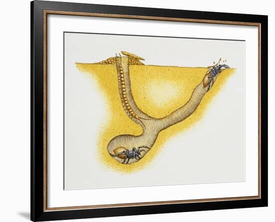 Trapdoor Spider Nest (Cteniza Sauvagesi), Ctenizidae, Artwork by Roger Kent-null-Framed Giclee Print