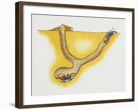 Trapdoor Spider Nest (Cteniza Sauvagesi), Ctenizidae, Artwork by Roger Kent-null-Framed Giclee Print