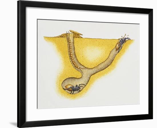 Trapdoor Spider Nest (Cteniza Sauvagesi), Ctenizidae, Artwork by Roger Kent-null-Framed Giclee Print