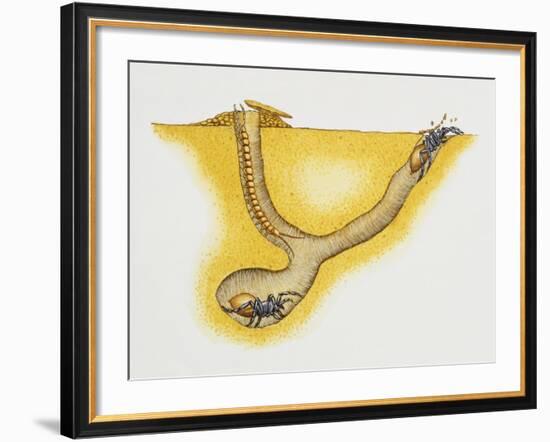 Trapdoor Spider Nest (Cteniza Sauvagesi), Ctenizidae, Artwork by Roger Kent-null-Framed Giclee Print