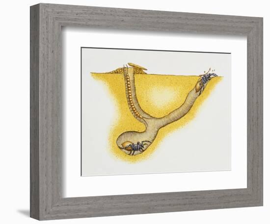 Trapdoor Spider Nest (Cteniza Sauvagesi), Ctenizidae, Artwork by Roger Kent-null-Framed Giclee Print