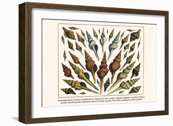 Trapezium Horse Conchs, Narbled Turrid, Filamentous Horse Conch, Legrand's Spindle, etc.-Albertus Seba-Framed Art Print