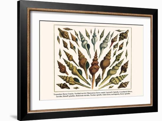 Trapezium Horse Conchs, Narbled Turrid, Filamentous Horse Conch, Legrand's Spindle, etc.-Albertus Seba-Framed Art Print