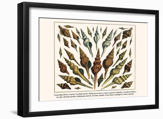 Trapezium Horse Conchs, Narbled Turrid, Filamentous Horse Conch, Legrand's Spindle, etc.-Albertus Seba-Framed Art Print