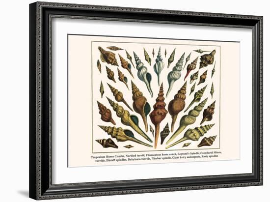 Trapezium Horse Conchs, Narbled Turrid, Filamentous Horse Conch, Legrand's Spindle, etc.-Albertus Seba-Framed Art Print