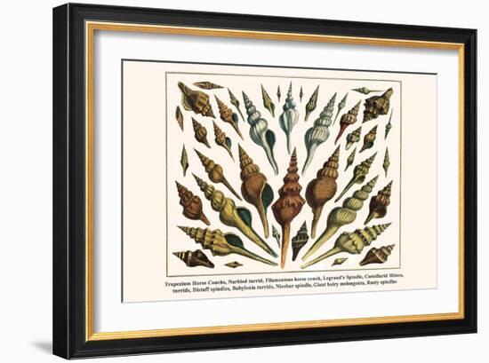 Trapezium Horse Conchs, Narbled Turrid, Filamentous Horse Conch, Legrand's Spindle, etc.-Albertus Seba-Framed Art Print