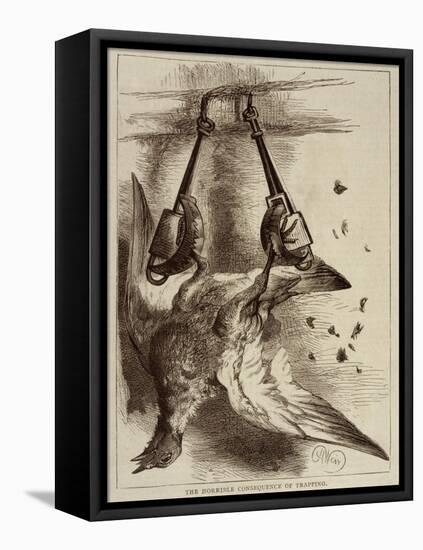 Trapped Bird-Harrison Weir-Framed Stretched Canvas