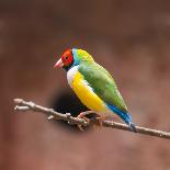 Beautiful Gouldian Finch-tratong-Photographic Print