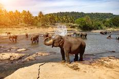 Elephants Bathing in the River. National Park. Pinnawala Elephant Orphanage. Sri Lanka.-Travel landscapes-Framed Photographic Print