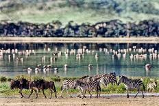Vintage Style Image of Zebras and Wildebeests Walking beside the Lake in the Ngorongoro Crater, Tan-Travel Stock-Photographic Print