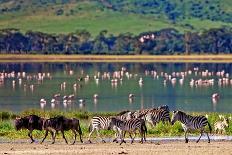 Vintage Style Image of Zebras and Wildebeests Walking beside the Lake in the Ngorongoro Crater, Tan-Travel Stock-Photographic Print