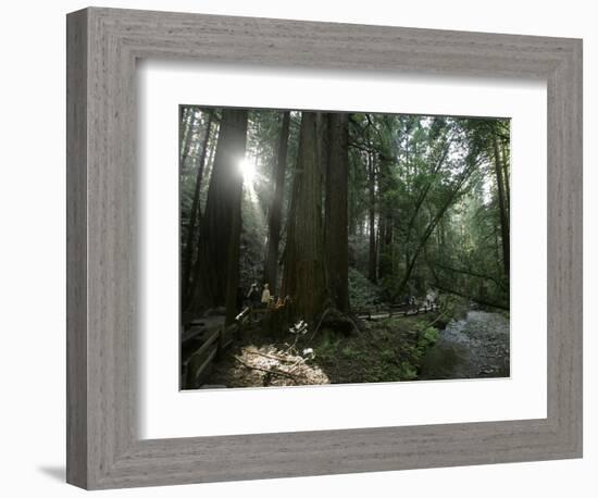 Travel Trip Muir Woods 100th-Eric Risberg-Framed Photographic Print