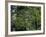 Travel Trip Muir Woods 100th-Eric Risberg-Framed Photographic Print