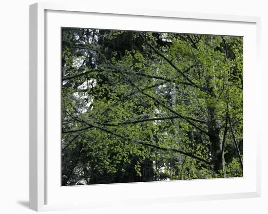 Travel Trip Muir Woods 100th-Eric Risberg-Framed Photographic Print
