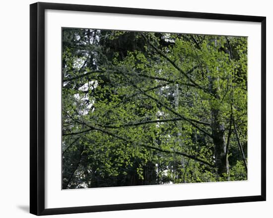 Travel Trip Muir Woods 100th-Eric Risberg-Framed Photographic Print