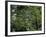 Travel Trip Muir Woods 100th-Eric Risberg-Framed Photographic Print