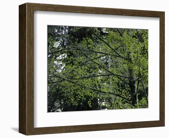 Travel Trip Muir Woods 100th-Eric Risberg-Framed Photographic Print