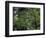 Travel Trip Muir Woods 100th-Eric Risberg-Framed Photographic Print