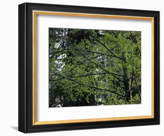 Travel Trip Muir Woods 100th-Eric Risberg-Framed Photographic Print