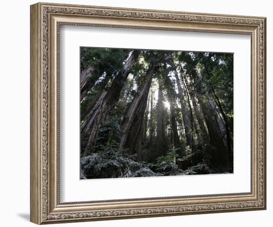 Travel Trip Muir Woods 100th-Eric Risberg-Framed Photographic Print