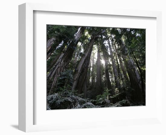 Travel Trip Muir Woods 100th-Eric Risberg-Framed Photographic Print