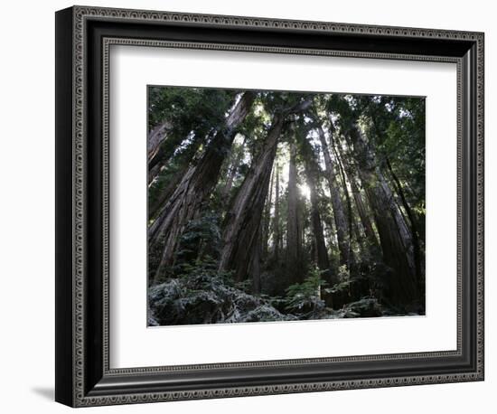 Travel Trip Muir Woods 100th-Eric Risberg-Framed Photographic Print