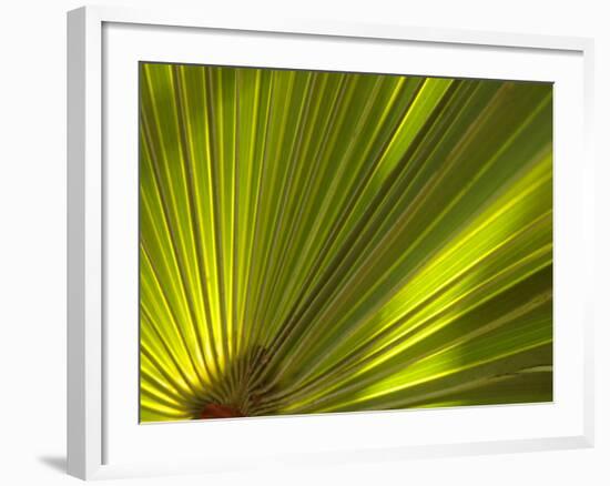 Traveler's Palm Leaf Detail, Edgewater, Florida-Lisa S. Engelbrecht-Framed Photographic Print