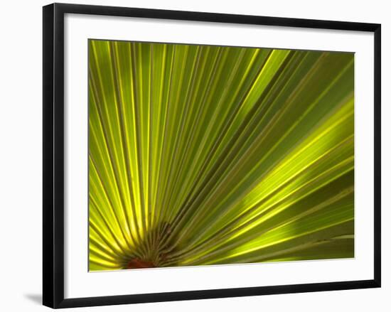 Traveler's Palm Leaf Detail, Edgewater, Florida-Lisa S. Engelbrecht-Framed Photographic Print