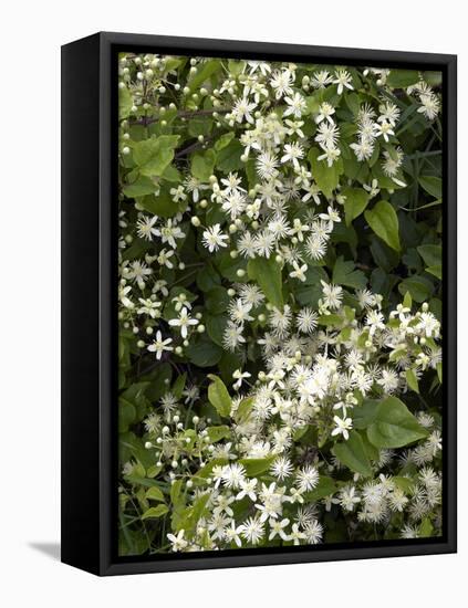 Traveller's-joy (Clematis Vitalba)-Adrian Bicker-Framed Premier Image Canvas