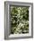 Traveller's-joy (Clematis Vitalba)-Adrian Bicker-Framed Photographic Print