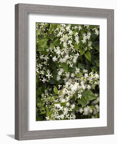 Traveller's-joy (Clematis Vitalba)-Adrian Bicker-Framed Photographic Print