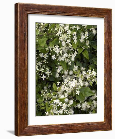 Traveller's-joy (Clematis Vitalba)-Adrian Bicker-Framed Photographic Print