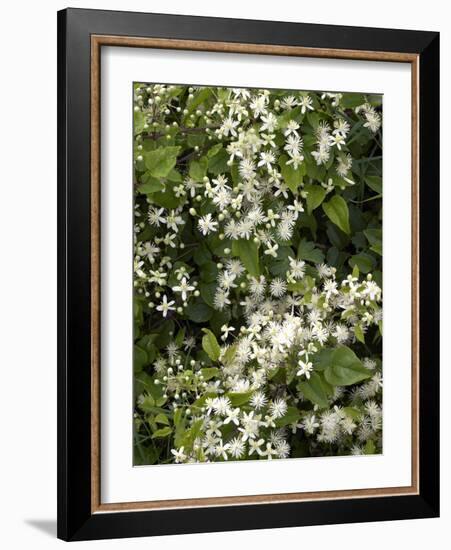 Traveller's-joy (Clematis Vitalba)-Adrian Bicker-Framed Photographic Print