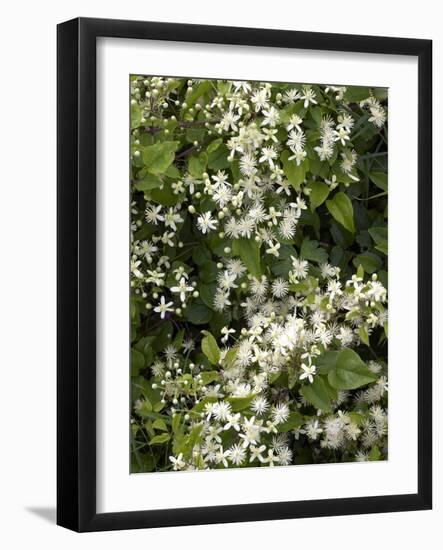 Traveller's-joy (Clematis Vitalba)-Adrian Bicker-Framed Photographic Print